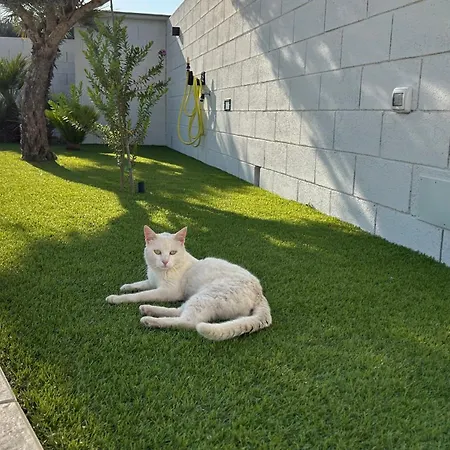 Lumia 嘉拉蒙提·古非